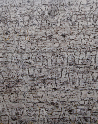 BAOBAB FOSSIL marble