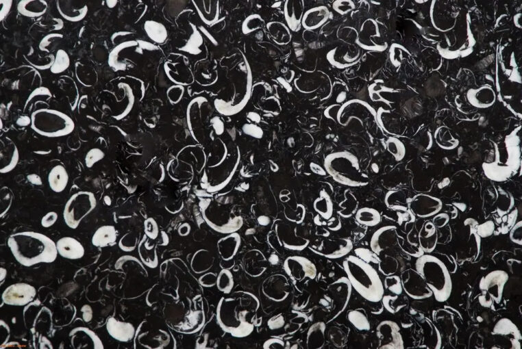 BLACK SEA SHELL marble
